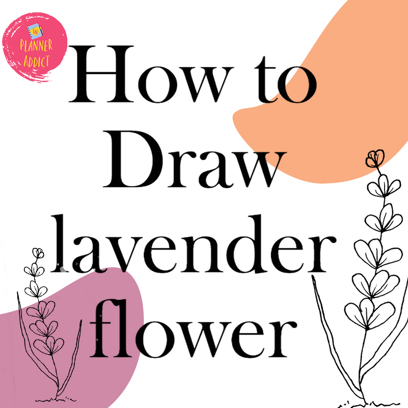 draw lavender flower