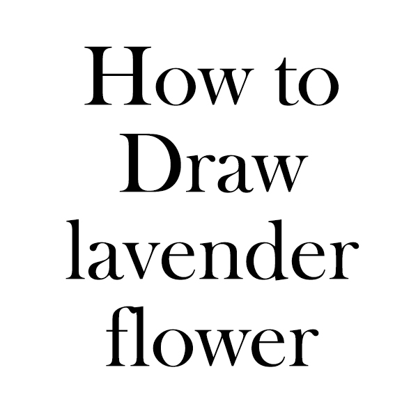 draw lavender flower